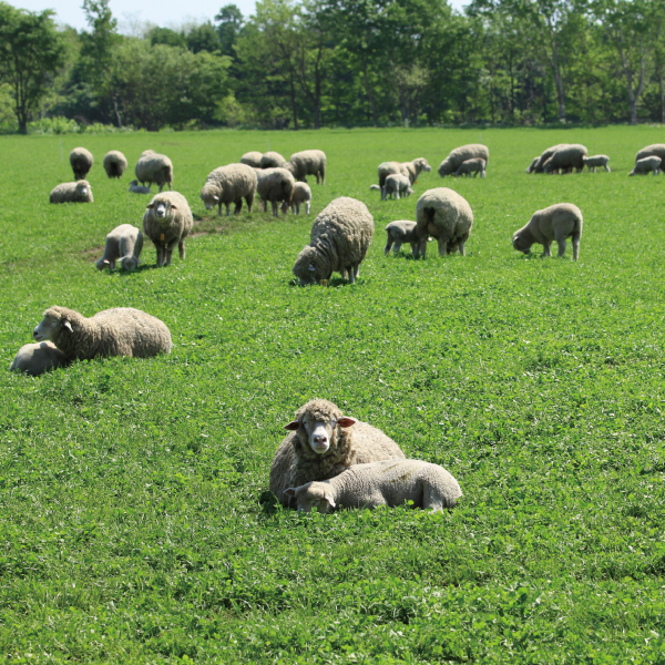 北海道の大地でのびのびと育ったひつじ